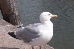 Fischbrötchendiebe